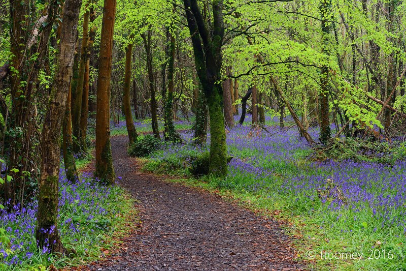 Coillte in Éirinn