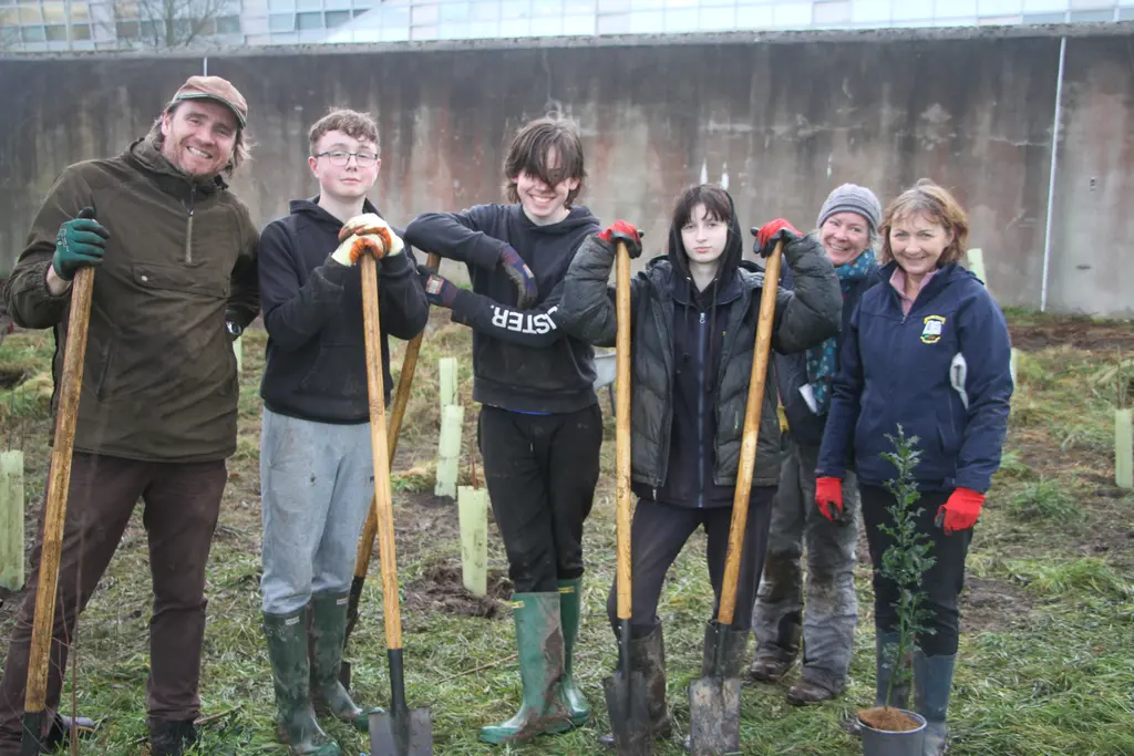 Crainn ag fás i gCill Dara