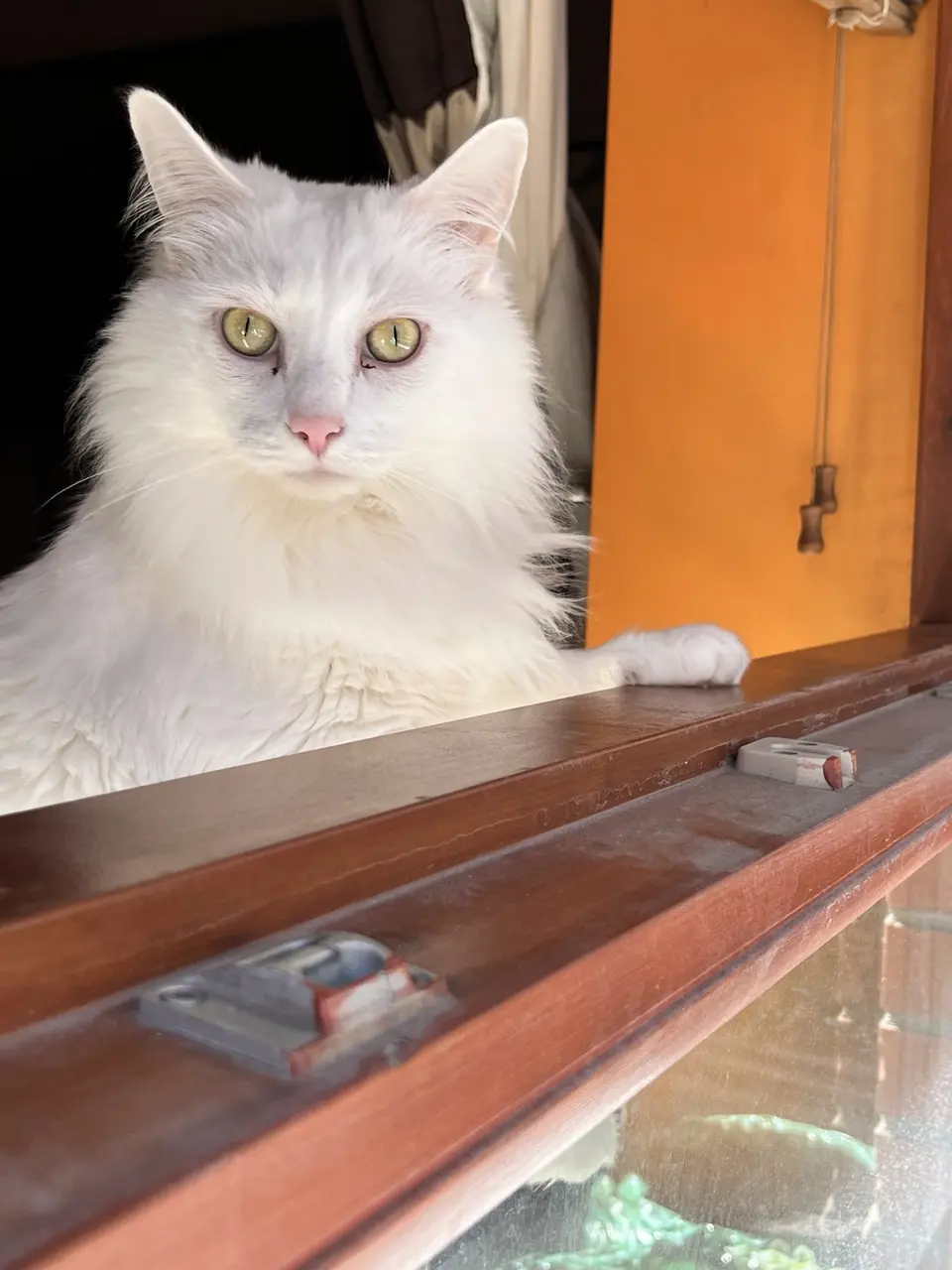 Léamhthuiscint: Angóra na Tuirce