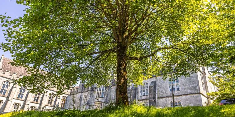 Coláiste na hOllscoile Corcaigh ar an gcéad ollscoil san Eoraip le gradam inbhuanaitheachta Platanaim a bhaint amach